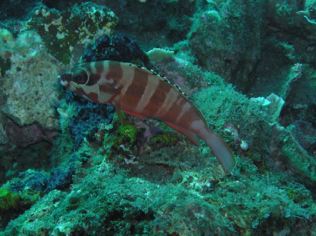 P6190062 Epinephelus fasciatus x1.JPG